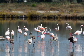Finicotteri rosa nelle saline di Cervia