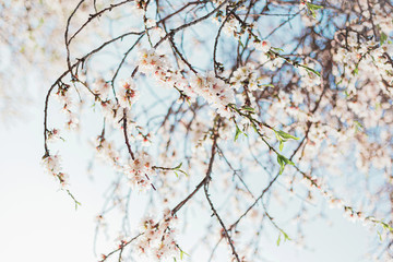 Beautiful almond tree flowers on a branch in the tree with blue sky behind