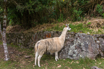 Fototapeta premium Alpaca is walking in Machu Picchu in Peru