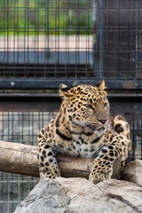 アムールヒョウ