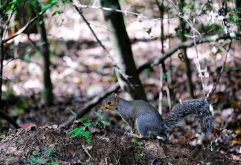 Obraz premium Grey Squirrel on Perch in the Forest