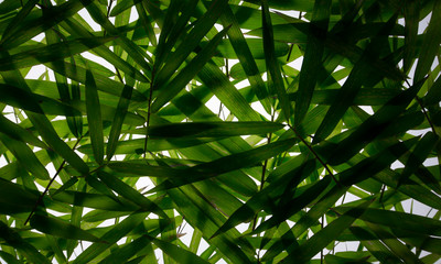 Green leaf shadow background image