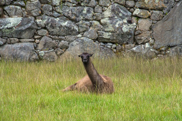 Alpaca is walking in Machu Picchu in Peru