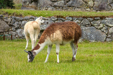 Alpacas is walking in Machu Picchu in Peru