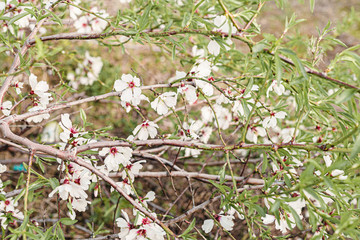 Beautiful almond tree flowers on a branch in the tree with blue sky behind