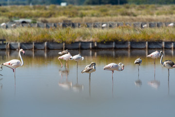 Finicotteri rosa nelle saline di Cervia