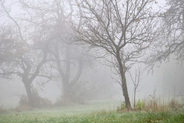 Bare fruit trees in dense fog on a meadow on a moody autumn morning. Seen in Germany near...