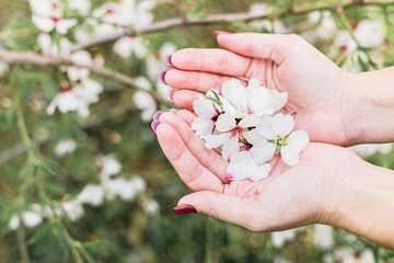 Woman hands holding beautiful almond tree flowers with blue sky behind
