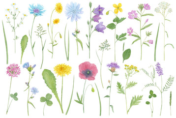 Meadow flowers. Big set with wildflowers, medicinal plants, field herbs. Watercolor hand drawn botanical illustrations isolated on white background