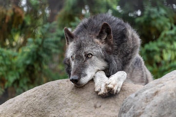 シンリンオオカミ