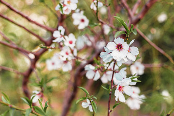 Beautiful almond tree flowers on a branch in the tree with blue sky behind
