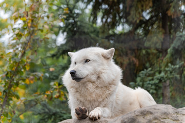 シンリンオオカミ