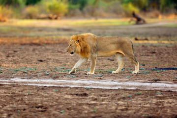 The Southern Lion (Panthera leo melanochaita) or Eastern-Southern African Lion. A large very blond dominant male, typical coloring for Luangwa lions, walks along the way.