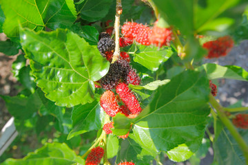 mulberry fruit on tree in organic farm