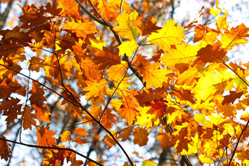 Fototapeta na wymiar Background of colored autumn leaves.