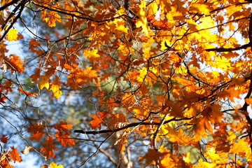 Fototapeta premium Background of colored autumn leaves.