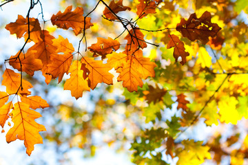 Fototapeta na wymiar Background of colored autumn leaves.