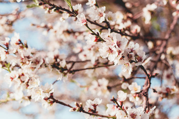 Beautiful almond tree flowers on a branch in the tree with blue sky behind