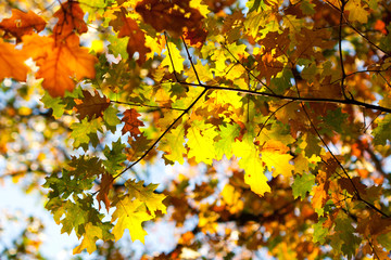 Background of colored autumn leaves.