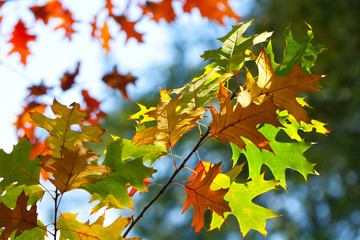 Background of colored autumn leaves.