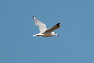 Gabbiano in volo alle saline di Cervia