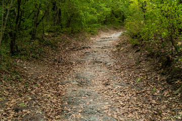 Picturesque forest and mountain views in the vicinity of Gelendzhik.