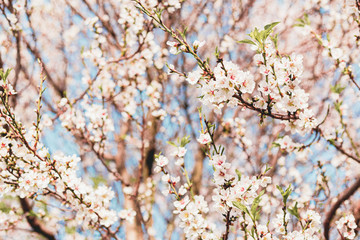 Beautiful almond tree flowers on a branch in the tree with blue sky behind