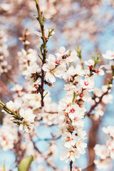 Beautiful almond tree flowers on a branch in the tree with blue sky behind