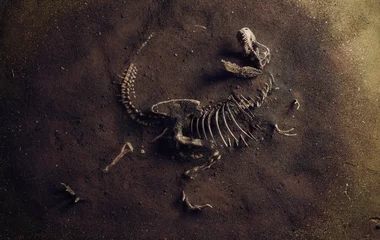 Zelfklevend Fotobehang Dinosaurusfossiel (Tyrannosaurus Rex) gevonden door archeologen © trafa