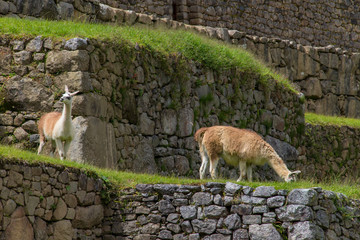 Alpacas is walking in Machu Picchu in Peru