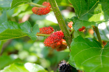 mulberry fruit on tree in organic farm