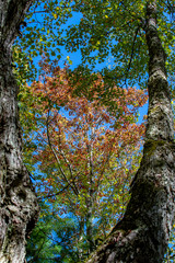 Looking through a split in two tree branches at multi colored autumn leaves