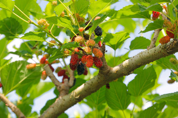 mulberry fruit on tree in organic farm