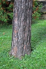 Obraz premium Pinus sylvestris, plants and flowers by the end of summer,Zagreb, Croatia, Europe