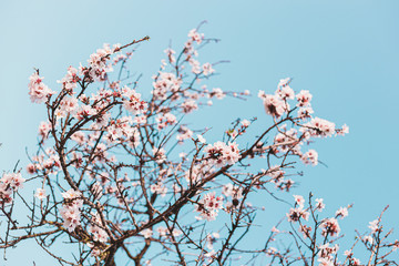 Beautiful almond tree flowers on a branch in the tree with blue sky behind
