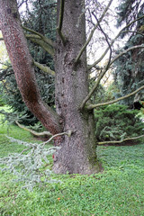 Cedrus atlantica 'glauca', plants and flowers by the end of summer,Zagreb, Croatia, Europe