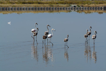Fenicotteri rosa nelle saline di Cervia