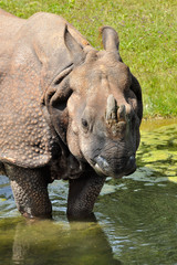 Panzernashorn im Tierpark Hellabrunn