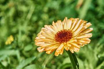 Beatiful orange flower on a background of green grass