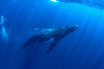 Obraz na płótnie Canvas Humpback whales in Kingdom of Tonga