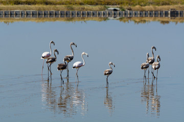 Fenicotteri rosa nelle saline di Cervia