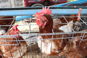 chickens in the farm