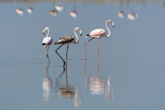 Fenicotteri rosa nelle saline di Cervia