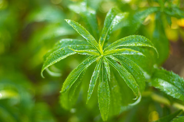 green leaf of grass close-up in the forest on a sunny day