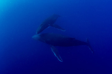 Naklejka premium Humpback whales in Kingdom of Tonga