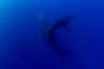 Fototapeta na wymiar Humpback whales in Kingdom of Tonga