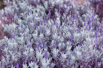 Beautiful bush of purple lavenders in the field