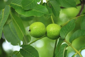 Two fresh walnuts on tree