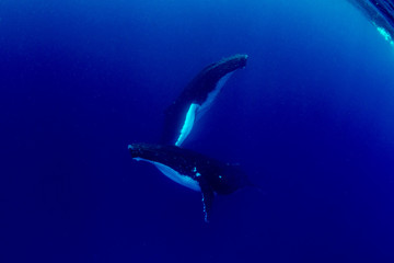 Humpback whales in Kingdom of Tonga