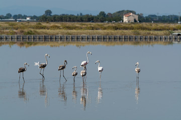 Fenicotteri rosa nelle saline di Cervia